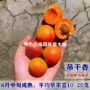 北方新疆种植庭院果苗
