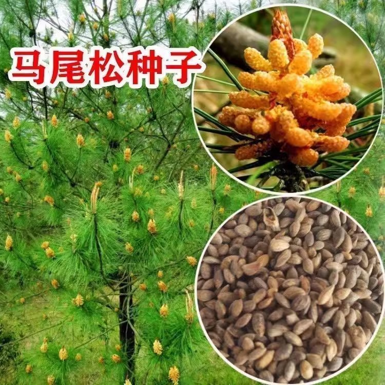 马尾松种子 林木树种松树种子枞树青松种子量大优惠高出芽率