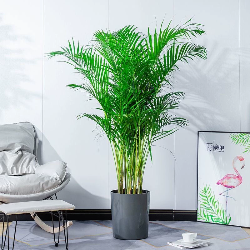 Большие комнатные растения в горшках: гавайский бамбук, феникс-бамбук, цветы, зеленые растения, миниатюрные кокосовые пальмы, растения с крупными листьями.