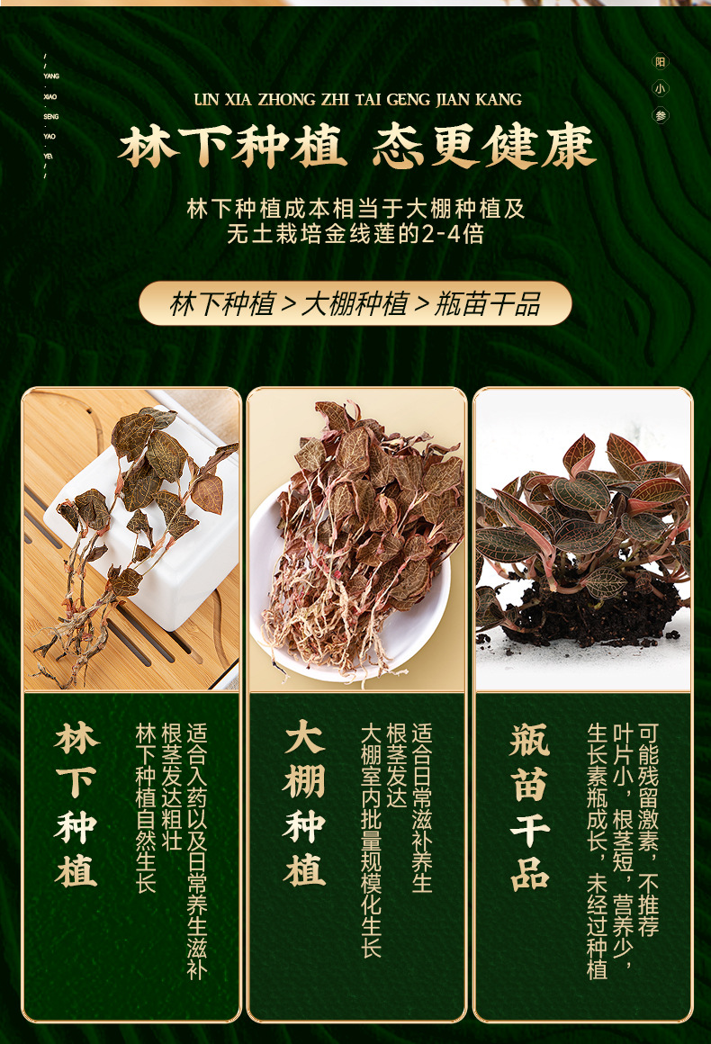 Dried Whole Jin Xian Lian Herb Fujian Origin 10g Jar for Cooking and Soup specifications