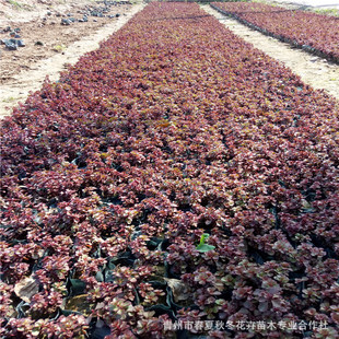 �t���챭��ɽ�|���ݴ�������Сݮ�����Ի���ֱ�l����r���ɻ��ʸ�