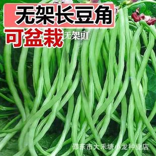 ժ�����o���L���ǷN�Ӳ��ô���ӵ��L�����߲˷N���ļ����N�L����