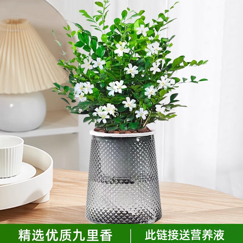 지우리샹(별분지) + 영양액