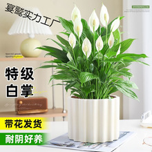 ưһL혔[Կ͏dkˮBMϸߙnˮ