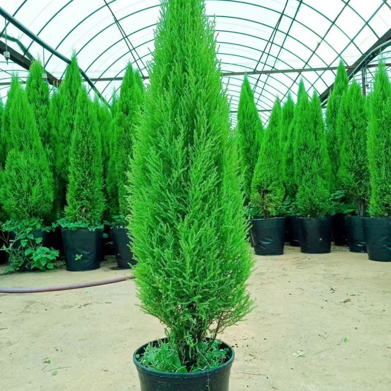 ∑∶ ◇ ±〈고운 작은 향기로운 소나무 1m~1.2m 정도∝