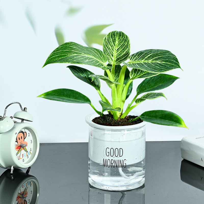 인터넷 연예인 백금다이아몬드 20cm 굿모닝 세면대 + 영양액