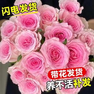 Roselle Rose Seedlings Rose Shrubs Large Flower Potted Indoor Balcony Four-Season Extra Large Flower Seedlings Fragrant Florals