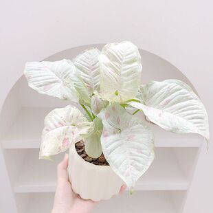 ţ�̼�м�Ϲ������Ա��Wins�L�k��������Gֲ�[���͏d���B�[�Ż�