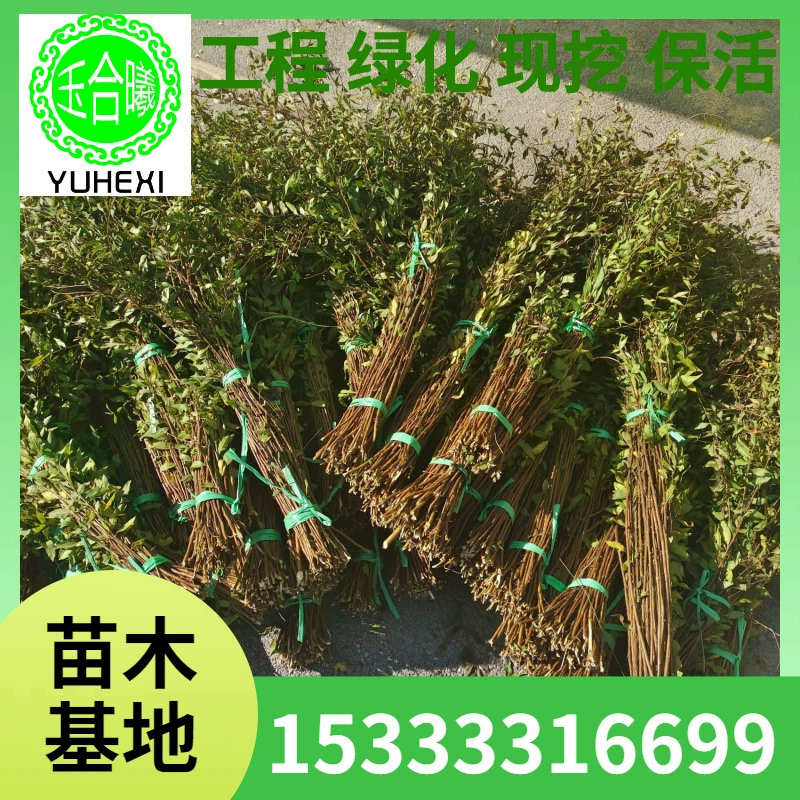 Свежие ветки снежной ивы, цветочные композиции в горшках, оптовая продажа основы для гидропонных растений через онлайн-каналы, сушеные ветви драконьей ивы, ивы