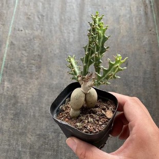 Dog Slave Kirin Huazhu Kirin 7cm Pot Real Shot Reference Root Succulent Plant Base Direct Sales Large Favorably