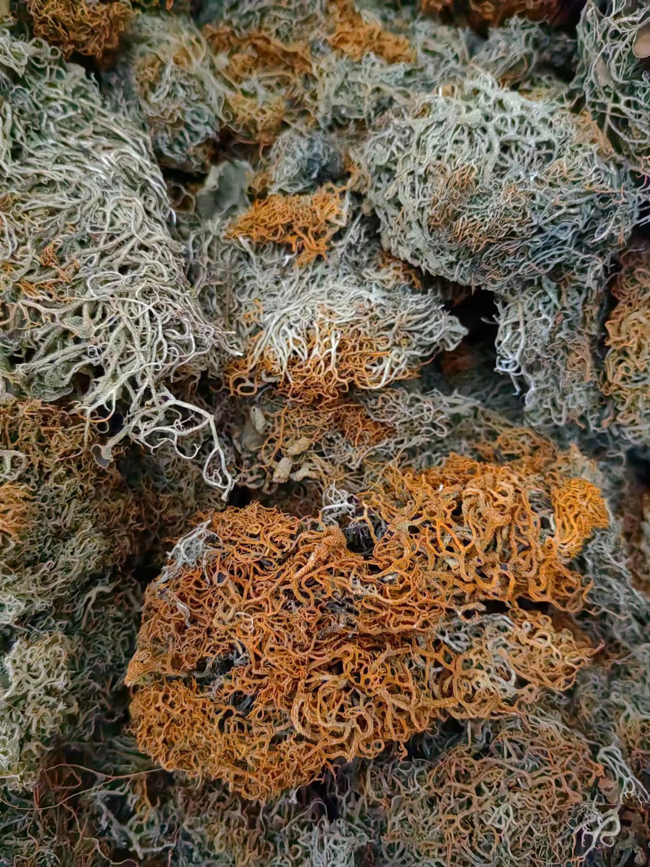 Jin Shua Ba (Song Shi Rui / Golden Broom Lichen) — Dried Chinese Herbal Ingredient, 500g key features