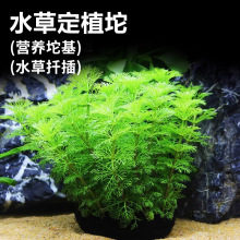 水草底座坨基坨饼自带营养辅助沉底鱼缸造景扦插定植坨草水族专用