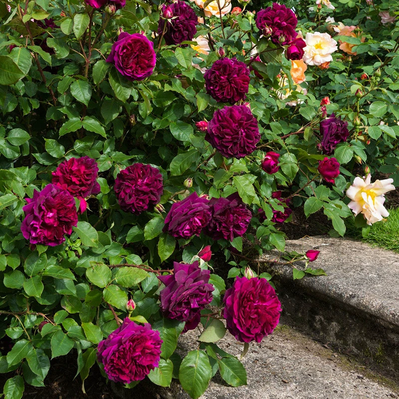 Рассада китайской розы Очень большой цветок Двор Аромат Вьющийся лоза Растения Роза в горшке Балкон Лоза Четыре сезона Рассада цветов розы