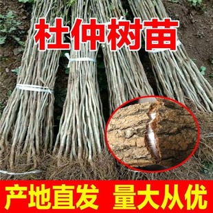 ��ș�Ķ��٘��磬����ֱ�l���l