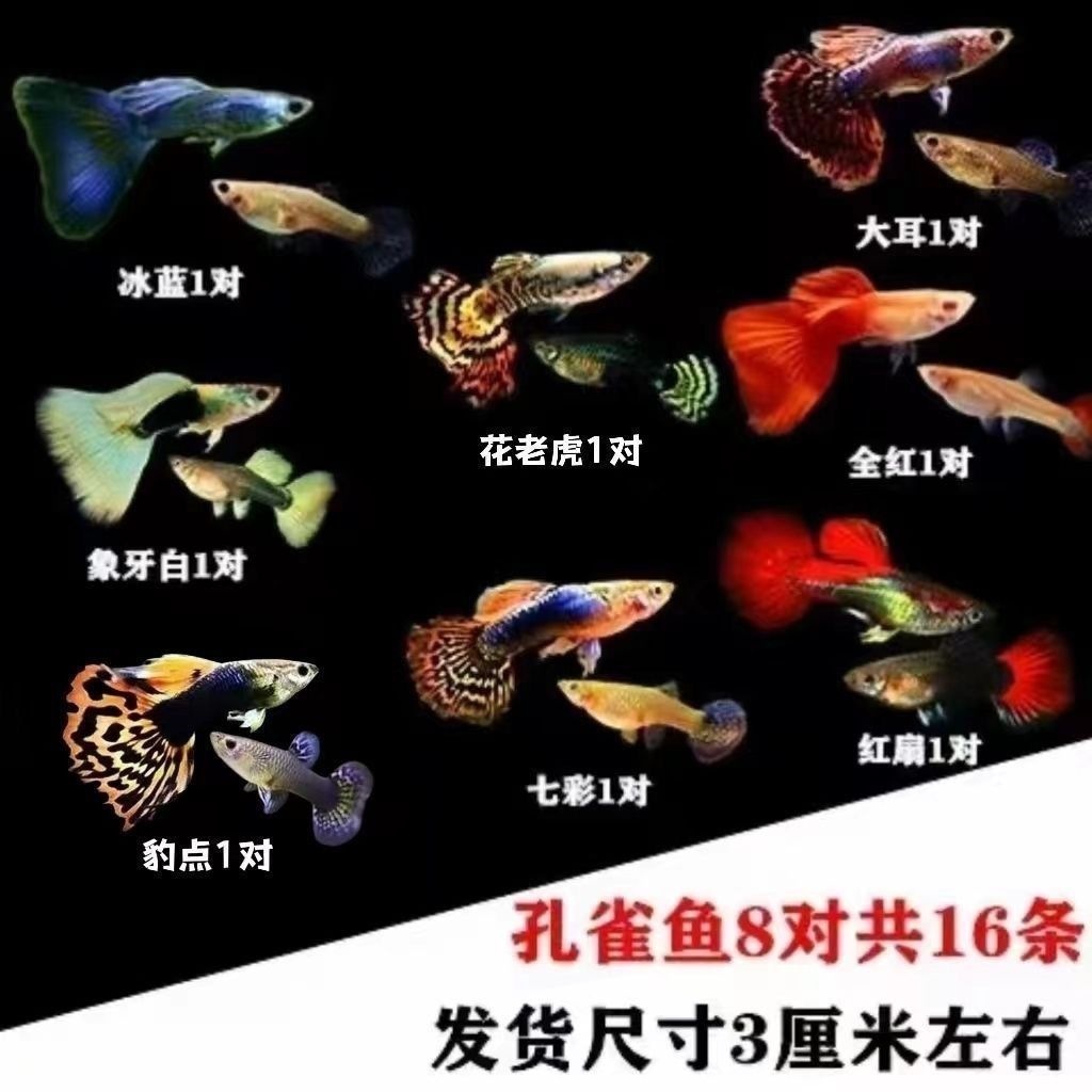 [Eight Immortals Crossing the Sea] Eight kinds of guppies, one pair each, 8 male…