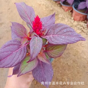 �t�~�G�~�u�ڻ�һ֧�P ����������ľ�u�ڻ� ���ݻ������lһ֧�P