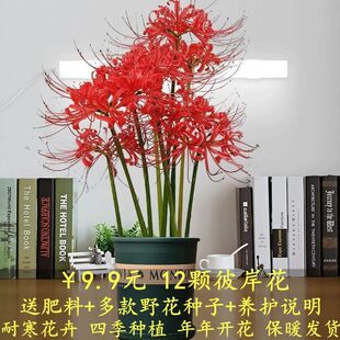 ��12�w���˰����������N������ɳ�A�N�Ӽt��ʯ���ͺ������_��