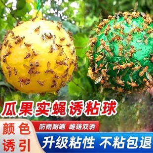 Sticky Insect Ball, Loofah Fruit Fly Trap, Genuine Citrus Insect Repellent Trap, Double-Sided Sticky Insect Board