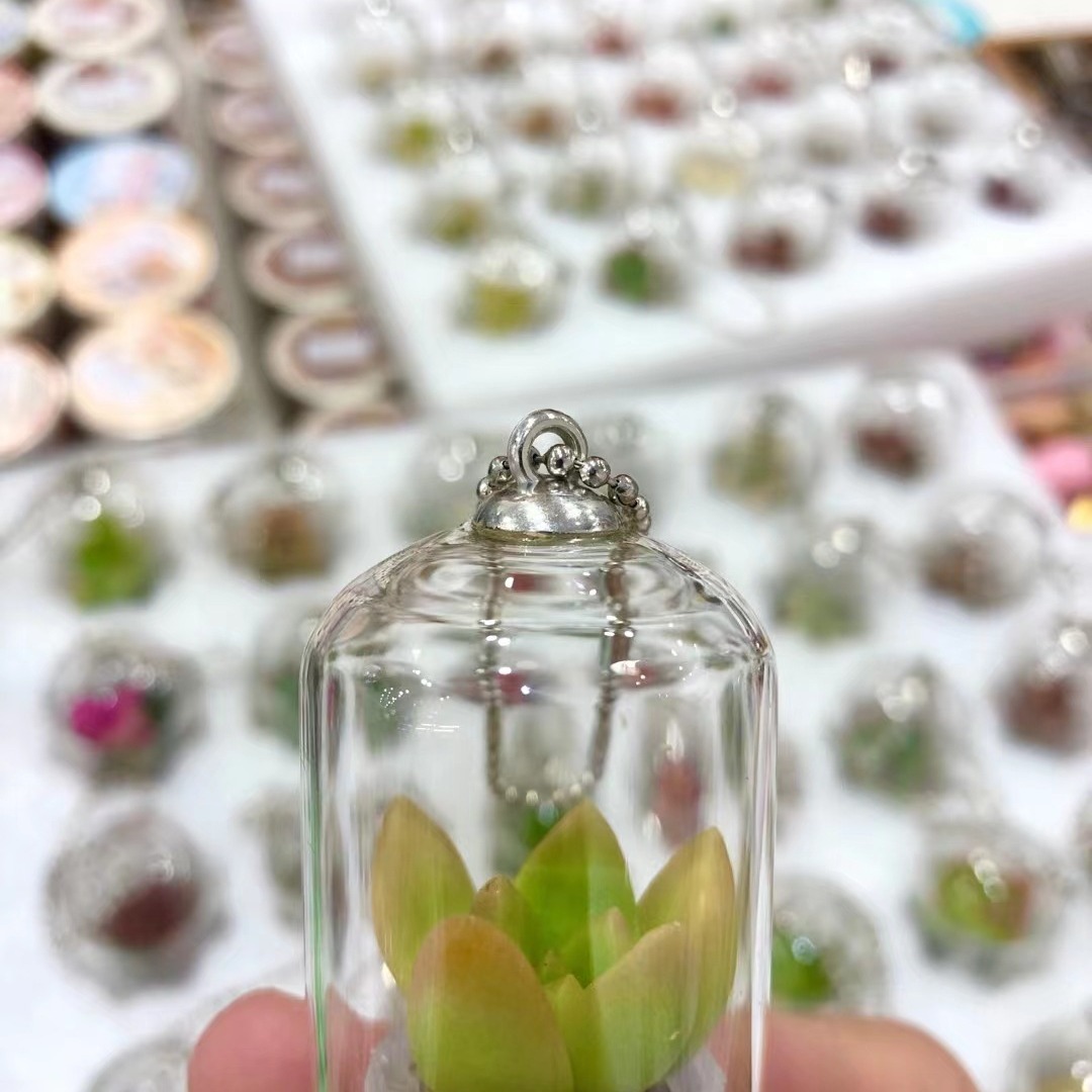 天使花房瓶中花植物宝宝 mini plant 宠物树微景观微盆栽|ru