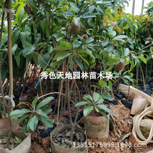 �ļ�ܛ֦���Ĺ����� �V�����Ĺ�Խ�ϴ�����Ĺ����� ͥԺ���Ե���