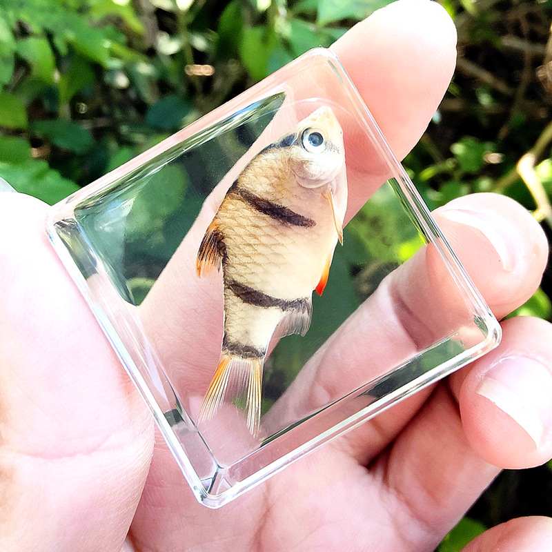 적갈색 호랑이 물고기