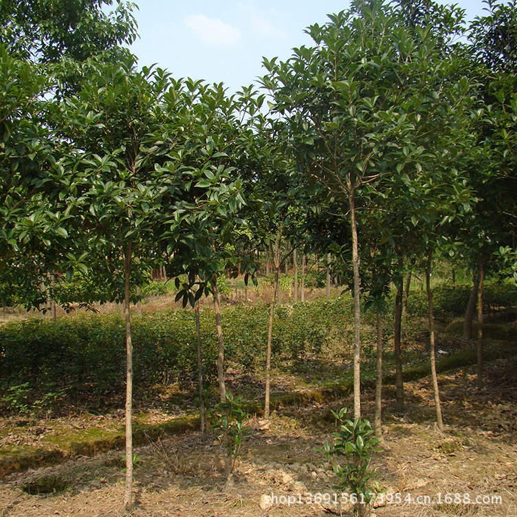 Оптовая продажа османтуса Хунань диаметром 3-5-8-10- 12-15cm золотой османтус, красный османтус, большие саженцы османтуса