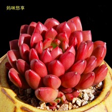 �Ԯa���N���⻨�ܻ��ؽM����������ֲ�����ֲ�����l��ʯ����¶С