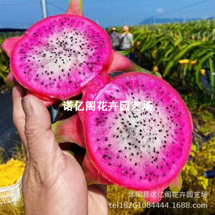 Bicolor Dragon Fruit Seedlings, Dragon Fruit Saplings, New Varieties of Red-Skinned, White-Hearted Dragon Fruit Grafted Seedlings Potted Plants That Bear Fruit in the Same Year