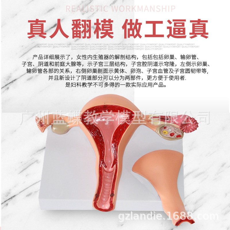 �ӹ�ģ�� Ů������ֳqi�� ��ֳ�ṹ����ģ���ӹ�����ģ��ʾ��ģ��