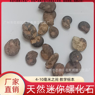 Natural 4-10 mm Ammonite Fossil Mini Complete Iron Ammonite Paleontological Fossil Teaching Specimen Collection