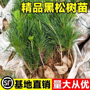 ���ɘ���ѩ�ɰ�Ƥ��С��ͥԺ�@�ֹ��̾G���L������ļ�ֲ���ɘ���