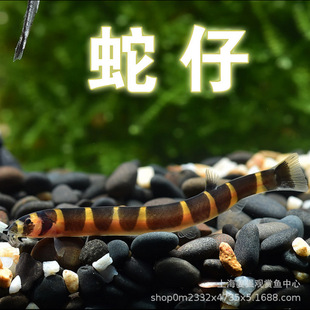 she仔鱼苦力清除食物残渣蛋白虫涡虫泥鳅观赏热带鱼活体底层清洁-阿里巴巴