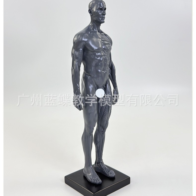 Ů30cm��������ģ�ͼ��������������ṹ����ģ��CG�滭���ܽ�ѧ