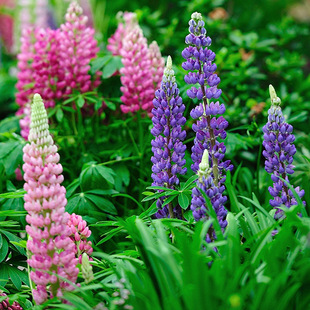 ���ȶ��N�Ӵ��ﲥ�������N������ͥԺ�G���׷N���N���������Ի���