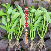 三叉空心菜种子通心菜种籽四季高产阳台盆栽大叶青菜籽种蔬菜种籽