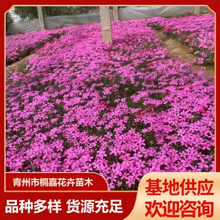丛生福禄考地被花苗多年生宿根花卉花圃花海芝樱绿化福禄考工程苗