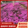 绿化花海丛生地被工程苗