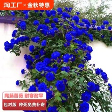 �ļ��_�Nޱ�������ٻ����̨�ٱ��¼�ͥԺ����ֲ���¼��������_��