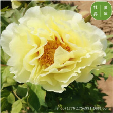 �ʝ������^�pĵ�������҃����̨���Դ����ذ껨��ĵ���������l