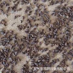 Wholesale Ligustrum Berry, Premium Chicken-Kidney Ligustrum Berry, and Holly Berry—Custom Powdering Services Available for Bulk Orders in Various Specifications