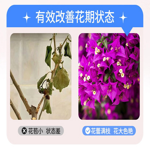 Bougainvillea nutrient solution promotes flowering, prevents yellowing leaves, and sprays large flowers and blooms in all seasons. Special fertilizer for bougainvillea wholesale.