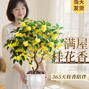 ļԽ;Gֲ҃Ȼܹ𻨘Ϙֲ̨B