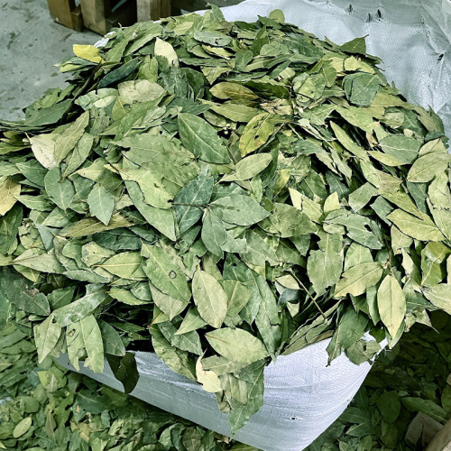Bulk new special green leaf seasoning products bay leaf cinnamon leaf hot pot base braising sauce