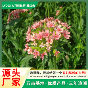 �����_���N�ļ��_�����N���N���������҃�ͥԺ�׻�ֲ�ﻨ�ӻ��N��