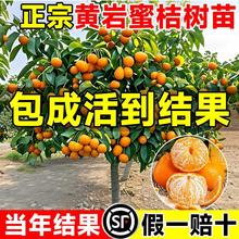 �����S���۽����Ә����Ƥ��ۘ����Ԑ���38̖�ļ��������