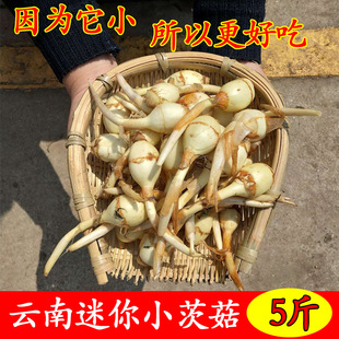 ��ϬF������С�Ĺ�5�����r��Ŵ�״Ĺ��ȹ����R����Ի�����