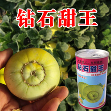 甜寶香瓜種子綠甜瓜香瓜水果種子批發蔬菜種子公司甜瓜籽日本甜寶