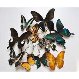 真蝴蝶标本工艺品已展翅幼儿园教学教具科普认知DIY制作品种可选