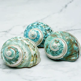 海螺/贝壳;工艺原料;水晶工艺品