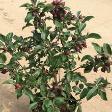 芭蕾苹果树苗芭蕾苹果苗柱状苹果树苗 南北方种植盆栽苹果